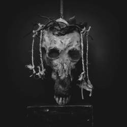 Treha Sektori : Acermeh